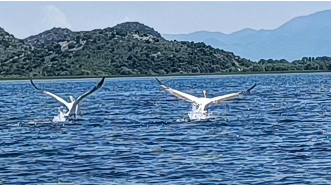 Haustor Skadar Lake Podgorica Exterior foto